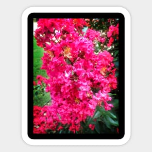 Bright Pink Flowers Sticker